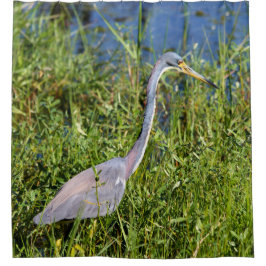Cortina Para Box Tricolored Heron Wading In The Marsh