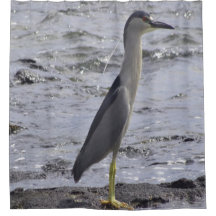 Black Crowed Night Heron