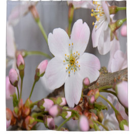 Cortina Para Chuveiro Buding Cherry Blossoms