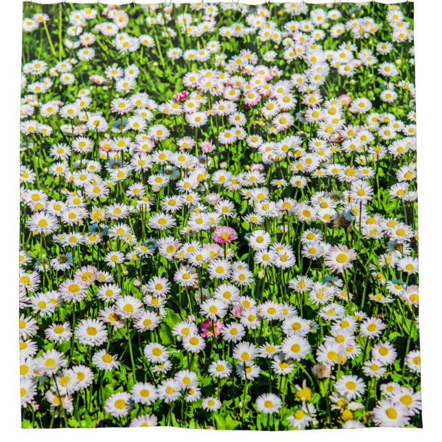 Cortina Para Chuveiro Campo Daisy Flowers (Frente)