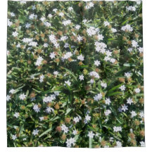 Flores brancas e bonitas em Grass Photo Impressão