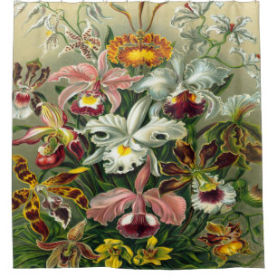 Cortina Para Chuveiro Impressão da arte de Ernst Haeckel: Orchidae