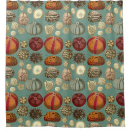 Cortina Para Chuveiro Intestina e molusco Linnaei