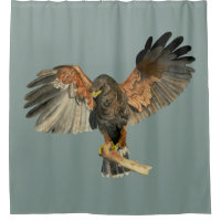 O Flapping do falcão voa a pintura da aguarela