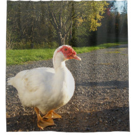 Cortina Para Chuveiro Pato de Muscovy Drake