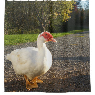 Cortina Para Chuveiro Pato de Muscovy Drake