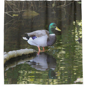 Cortina Para Chuveiro Pato do pato selvagem