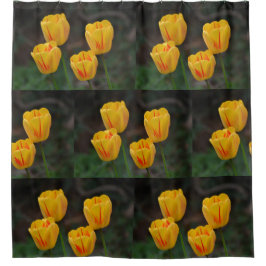 Cortina Para Chuveiro Tulipas amarelas e vermelhas