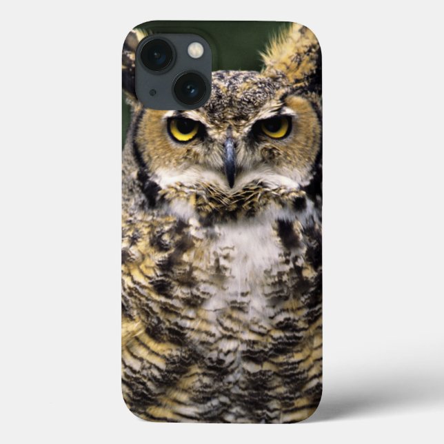 Coruja-americana (Bubo virginianus), corpo inteiro (Verso)