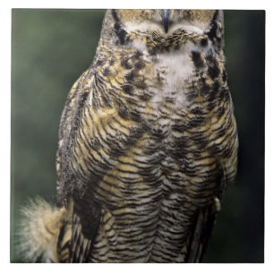 Coruja-americana (Bubo virginianus), corpo inteiro