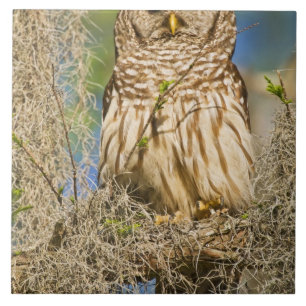 Coruja-barreada (Strix varia) empoleirada em cipre
