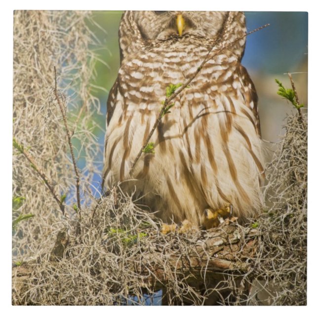Coruja-barreada (Strix varia) empoleirada em cipre (Frente)