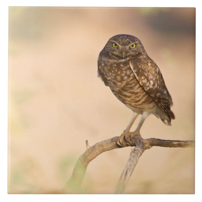 Coruja Burrowing Sunrise (Frente)