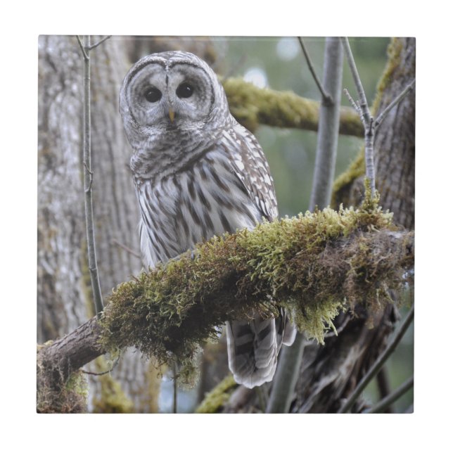 Coruja de barro descansando em um membro coberto d (Frente)