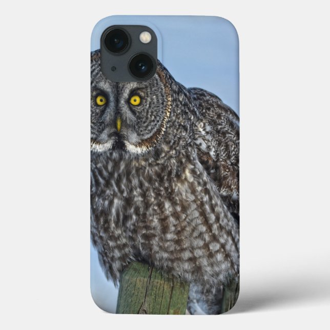 Coruja de Cinza excelente em um retrato fotográfic (Verso)