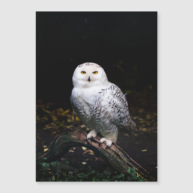 Coruja de neve majestosa no inverno (Frente)