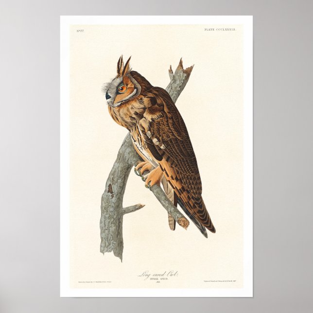 Coruja de orelha longa por Poster de Audubon (Frente)