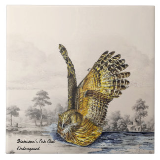 Coruja de Peixes de Blakiston (Bird) ameaçada de e