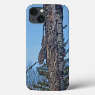 Coruja e Excelente selvagem de árvores camufladas
