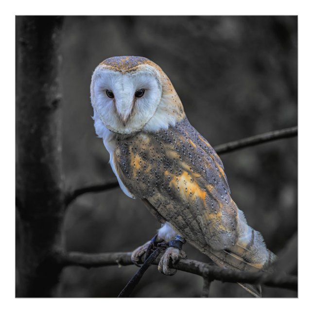 Coruja: Fotografia Colorida Seletiva (Frente)