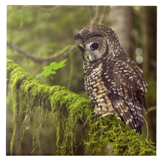 Coruja Manchada do Norte (Strix occidentals caurin (Frente)