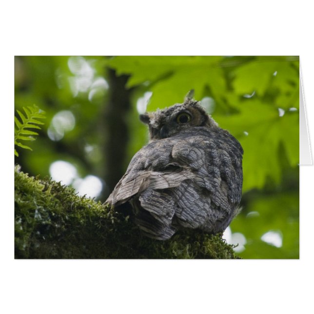 Coruja no cartão de Nisqually (Frente Horizontal)