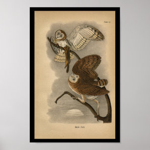 Corujas de Impressão de aves de 1890