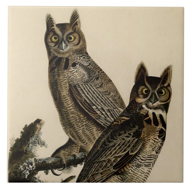 Corujas excelentes (por John James Audubon) (Frente)
