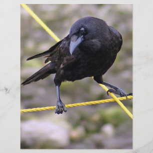 Corvo em Crossroad