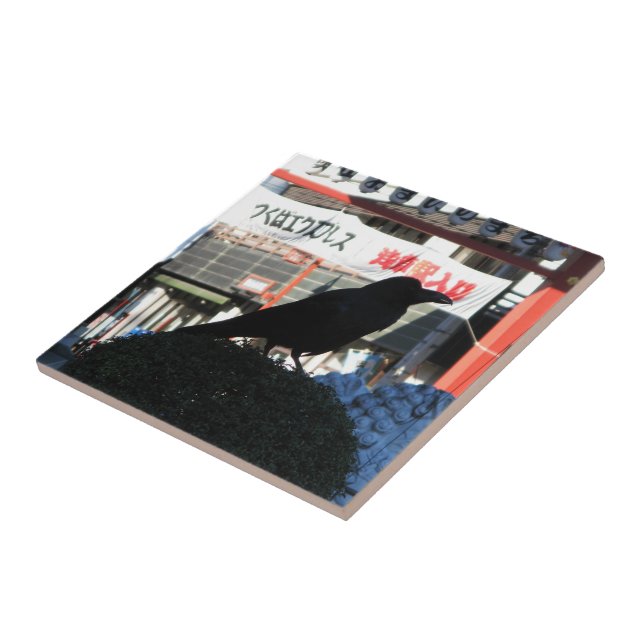 Corvo Japonês (Lateral)