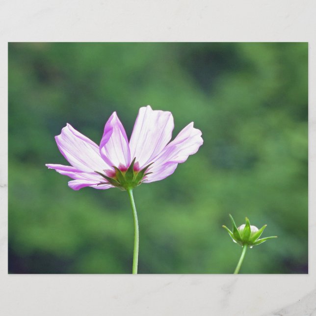 Cosmos (Frente)