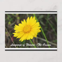 Cosmos com Cartão Postal de Abelha
