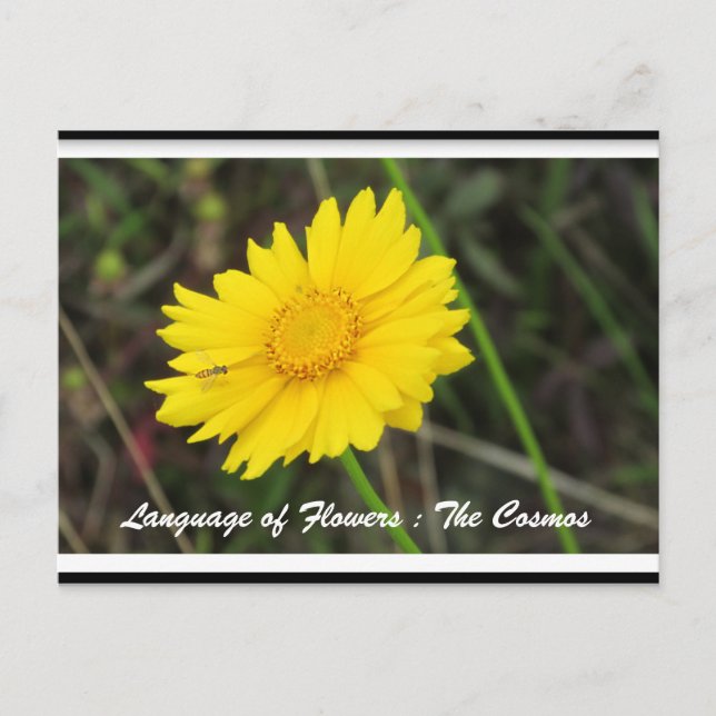 Cosmos com Cartão Postal de Abelha (Frente)