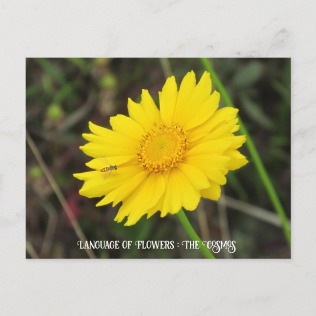 Cosmos com Cartão Postal de Abelha (Frente)