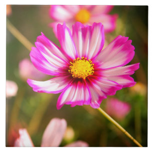 Cosmos cor-de-rosa, jardim Rosalinde da casa de