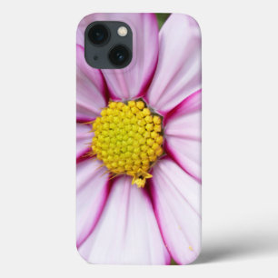 Cosmos Flower (bidens formosa)