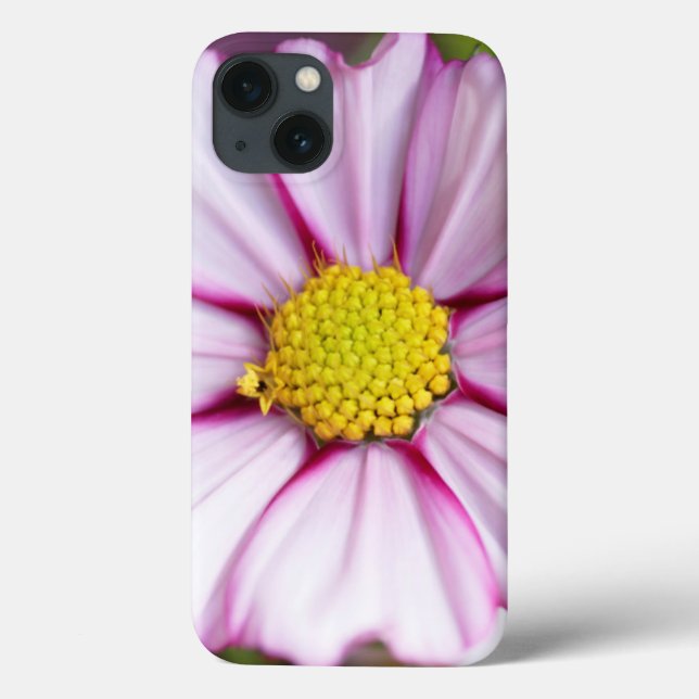 Cosmos Flower (bidens formosa) (Verso)