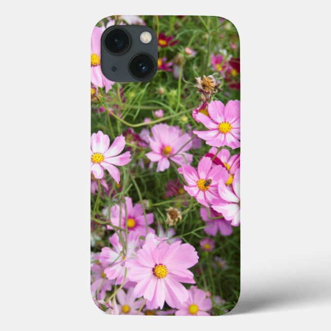 Cosmos Flower (Bidens Formosa). Kirkwood (Verso)