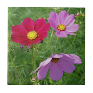 Cosmos Flower Trio Nature