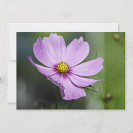 Cosmos Flutuantes No Vento - Cartão De Saudação Si