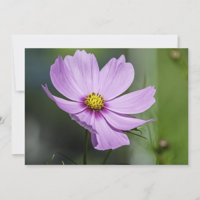 Cosmos Flutuantes No Vento - Cartão De Saudação Si (Frente)