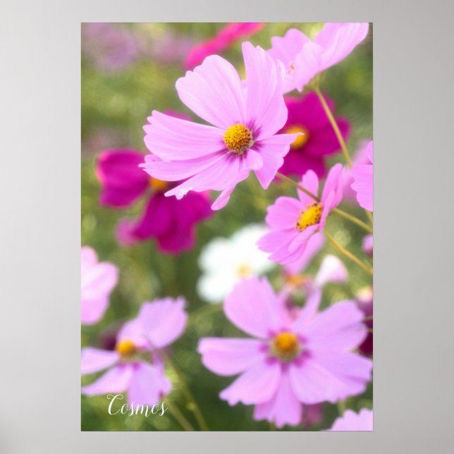 Cosmos [Papel Poster de valor] (Frente)