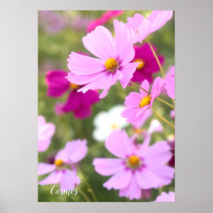Cosmos [Papel Poster de valor]