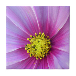 Cosmos Rosa