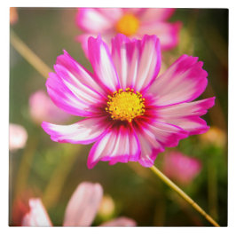 Cosmos rosa,Jardim de Algodão Rosalinde