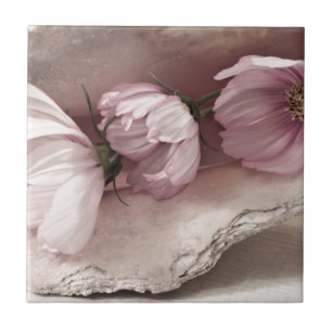 Cosmos três cor-de-rosa