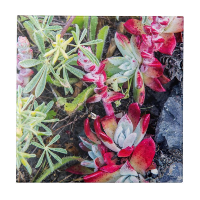 Costa De Dudleya, Em Ponto De Reyes, Em Sede Nacio (Frente)