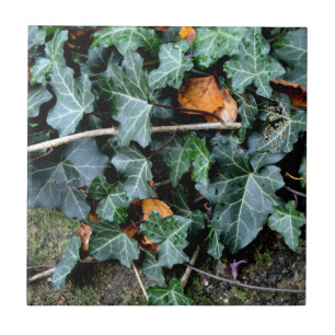 Costa do Marfim e pedra de campo