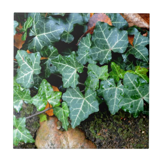 Costa do Marfim e pedra de campo (Frente)