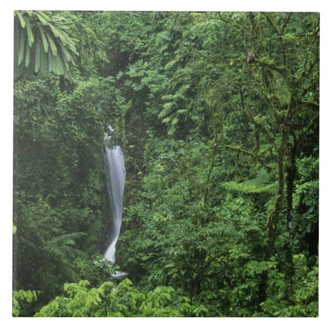 Costa Rica, área do vulcão Arenal, pontes de enfor (Frente)